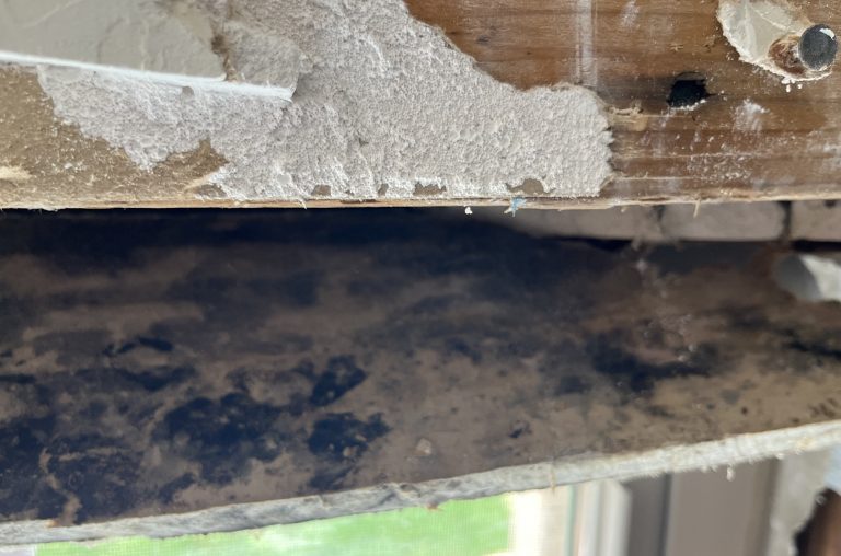 Mold Growth on the Back of Drywall